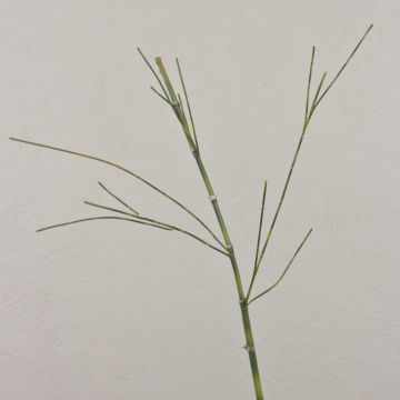 Ramo di bambù artificiale HARUTO, 105cm
