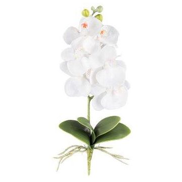 Fiore decorativo Phalaenopsis DRINTOR, bastoncino, radici, bianco, 40 cm