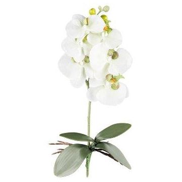 Fiore decorativo Phalaenopsis DRINTOR, bastoncino, radici, bianco-verde, 40 cm