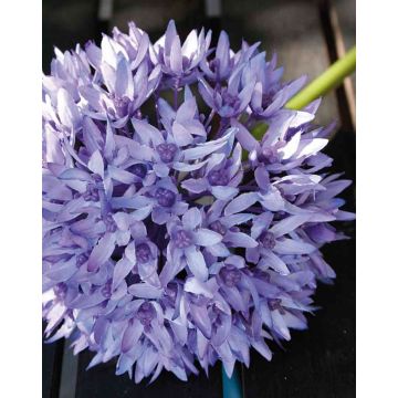 Allium finto LISBETH, viola, 80cm, Ø15cm
