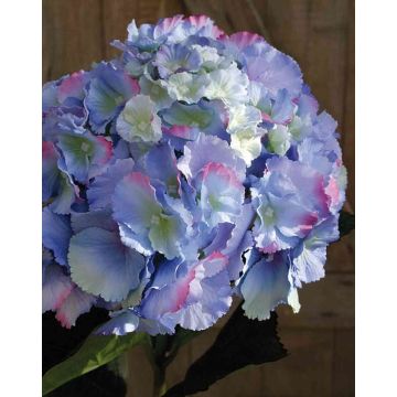 Ortensia finta ANGELINA, blu-viola, 70cm, 23cm