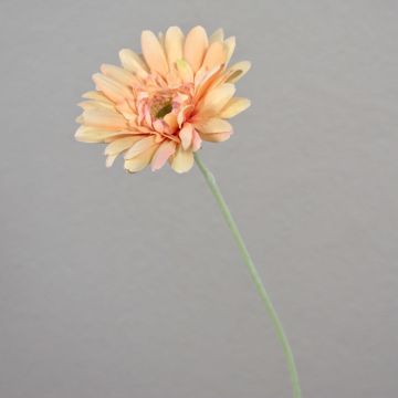 Gerbera sintetica VIRGINIA, crema-rosa, 55cm, Ø11cm