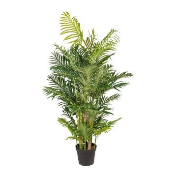 Palma decorativa Areca HAZMI, 170 cm