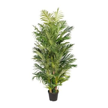 Palma decorativa Areca HAZMI, 220 cm