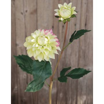 Dahlia finta PATRITZIA, verde-rosa, 55cm