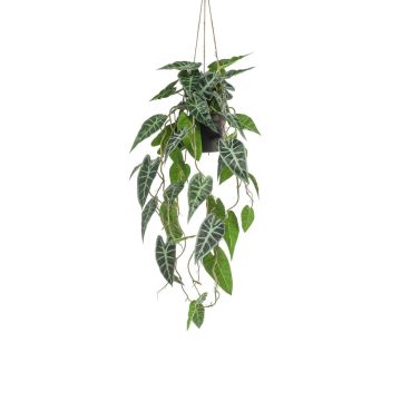 Pianta decorativa Alocasia Sanderiana, vaso decorativo, verde-bianco, 80 cm