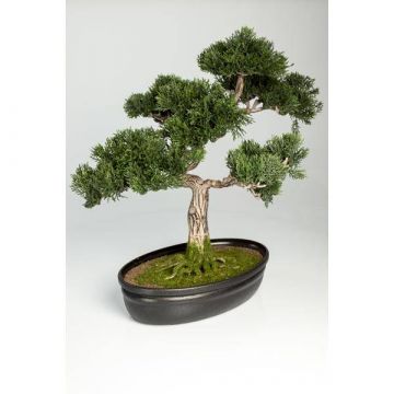 Cedro bonsai sintetico JARNO, con radici, in ciotola, verde, 40cm