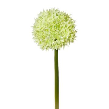 Fiore decorativo Allium WANDENY, verde crema, 65 cm