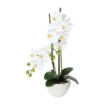 Orchidea Phalaenopsis DINKA in tessuto in vaso di ceramica, radici, bianca, 50 cm