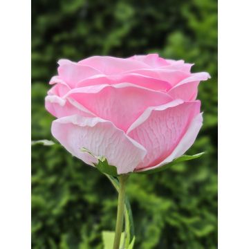 Rosa artificiale MARNUK, rosa, 60 cm