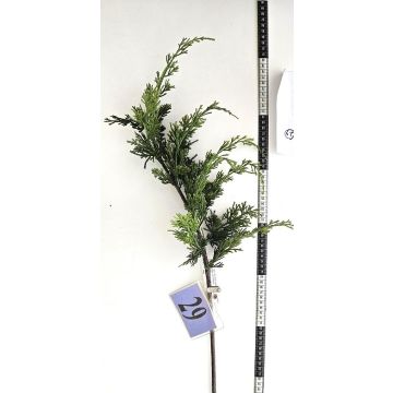 Ramo decorativo di tuia STERNYN, verde, 85 cm