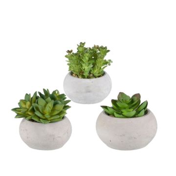 Composizione artistica di piante grasse ZIFER in vaso di cemento, 3 pezzi, verde, 8-10 cm Composizione artistica di piante grasse ZIFER in vaso di cemento, 3 pezzi, verde, 8-10 cm