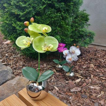 Fiore artificiale orchidea Phalaenopsis NAPIRAI, vaso, crema-verde, 30 cm