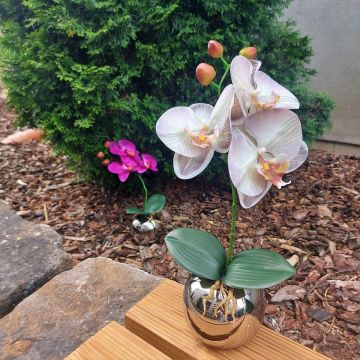 Fiore artificiale orchidea Phalaenopsis NAPIRAI, coprivaso, bianco-lilla, 30 cm
