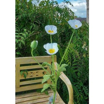 Ramo di papavero artificiale OXANDRINE, bianco crema, 60 cm