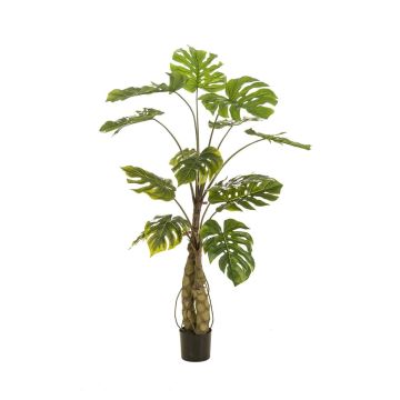 Pianta artificiale Philodendron monstera deliciosa KORVEX, radici aeree, 150 cm