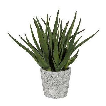 Pianta succulenta decorativa Aloe Vera BRIZE in vaso di cemento, verde, 45 cm