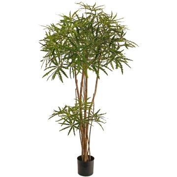Albero decorativo Aralia KHIRIA, tronchi veri, verde, 150 cm