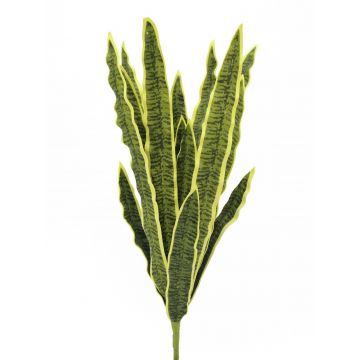 Sansevieria finta DIDEM stelo, zona trasversale verde-giallo 60cm