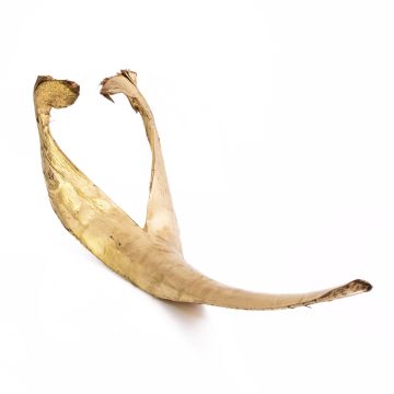 Grande foglia di cocco essiccata FAYOLA, dorata, 130 cm