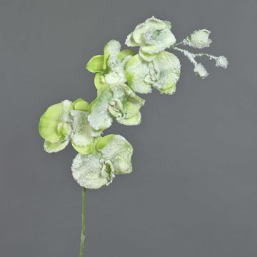 Phalaenopsis artificiale MYRIA, innevato, verde, 75cm, Ø7-8cm