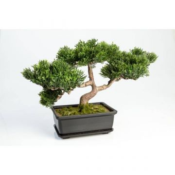 Cedro bonsai sintetico ALESSA, con radici, in ciotola, verde, 23cm
