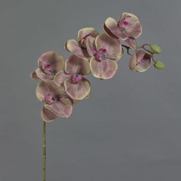 Orchidea Phalaenopsis artificiale LARDUEN, verde-rosa, 80 cm
