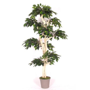 Ficus benjamina artificiale YAIZA, tronco vero, verde, 185 cm - Made in Italy