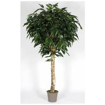 Longifolia artificiale YANIRA, tronco vero, verde, 175 cm - Made in Italy