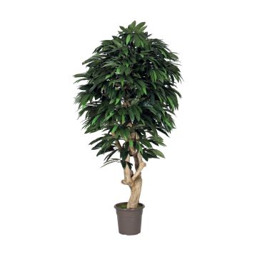 Mango decorativo CORINDA, tronco reale, verde, crossdoor, 200 cm - Made in Italy