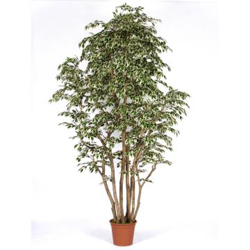 Ficus Benjamini artificiale MIMITIGO, tronchi veri, verde-bianco, 250 cm - Made in Italy