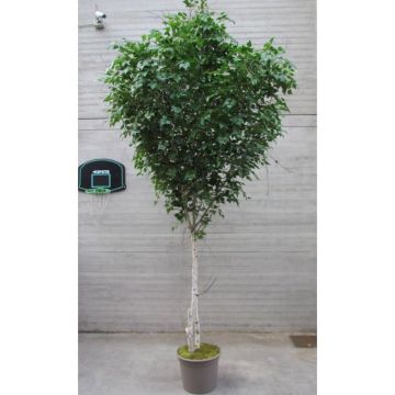 Decorazione betulla bianca HUBERTINE, tronchi naturali, verde, 450 cm - Made in Italy