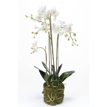 Orchidea finta PABLA con terriccio, bianco, 80cm, Ø8-11cm