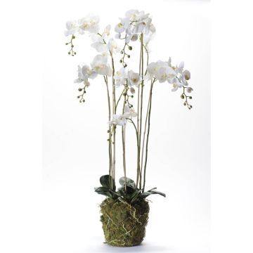 Orchidea finta PABLA con terriccio, bianco, 145cm, Ø10-15cm