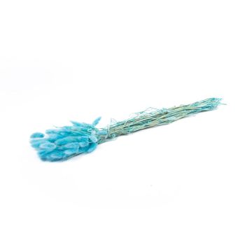 Erba di Lagurus essiccata BORKA, mazzo, turchese, 55-75cm, Ø12cm