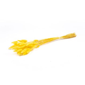 Erba di Lagurus essiccata BORKA, mazzo, giallo, 55-75cm, Ø12cm
