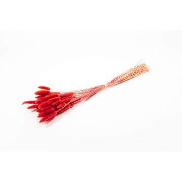 Erba di Lagurus essiccata BORKA, mazzo, rosso, 55-75cm, Ø12cm