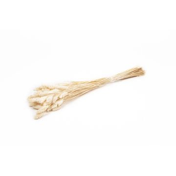 Erba canaria essiccata BRAGILA in mazzo, crema, 50-75cm, Ø12cm