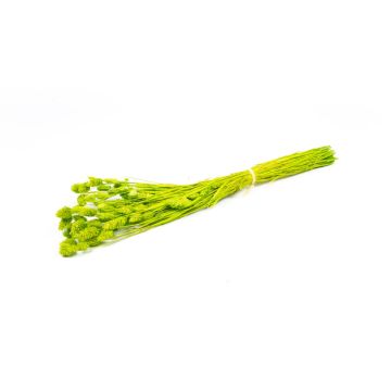 Erba canaria essiccata BRAGILA in mazzo, verde mela, 50-75cm, Ø12cm