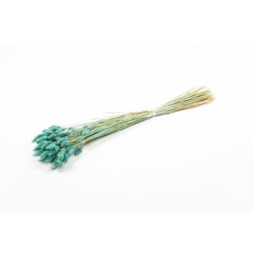 Erba canaria essiccata BRAGILA in mazzo, turchese, 50-75cm, Ø12cm
