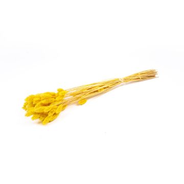 Erba canaria essiccata BRAGILA in mazzo, giallo, 50-75cm, Ø12cm