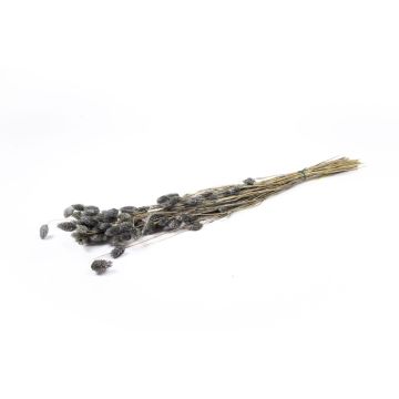 Erba canaria essiccata BRAGILA in mazzo, grigio, 50-75cm, Ø12cm