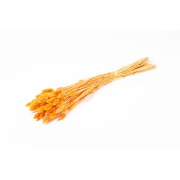 Erba canaria essiccata BRAGILA in mazzo, arancione, 50-75cm, Ø12cm