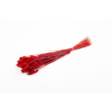 Erba canaria essiccata BRAGILA in mazzo, rossa, 50-75cm, Ø12cm