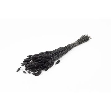 Erba canaria essiccata BRAGILA in mazzo, nera, 50-75cm, Ø12cm