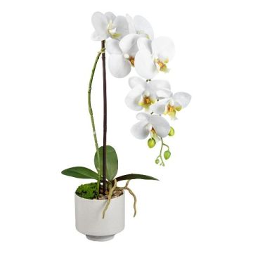 Fiore artificiale Phalaenopsis Orchidea YENJU in vaso di ceramica, radici, bianco, 55 cm