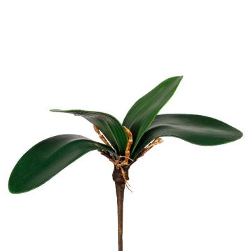 Foglie decorative orchidea Phalaenopsis ZULKRAM, bastoncino, radici aeree, 20 cm