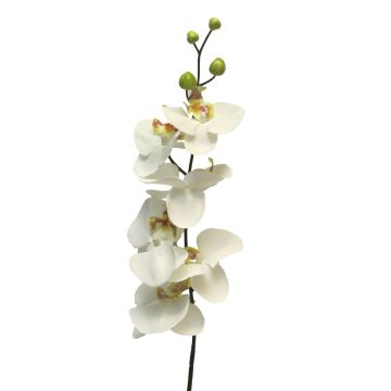 Ramo decorativo di orchidea Phalaenopsis LANUA, crema, 75 cm