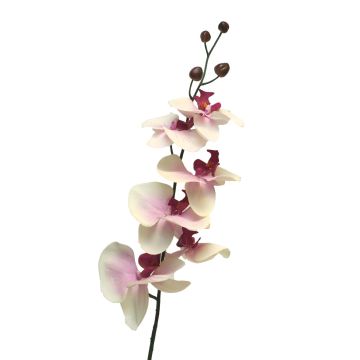 Ramo decorativo di orchidea Phalaenopsis LANUA, rosa crema, 75 cm
