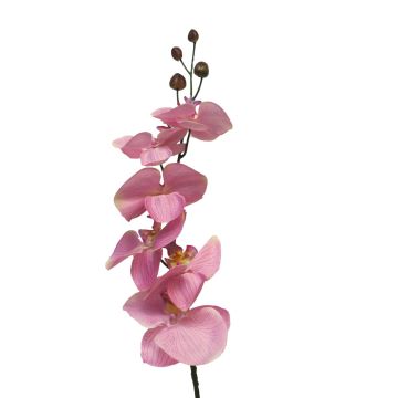 Ramo decorativo di orchidea Phalaenopsis LANUA, rosa, 75 cm